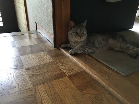 ドアの敷居でくつろぐ猫
