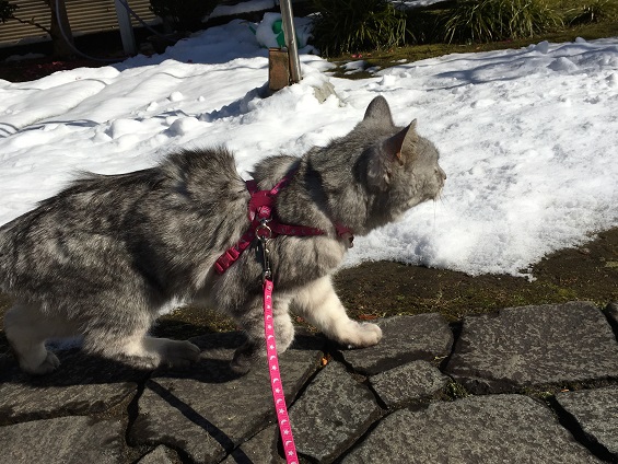寒くないの？！雪の中を散歩する猫