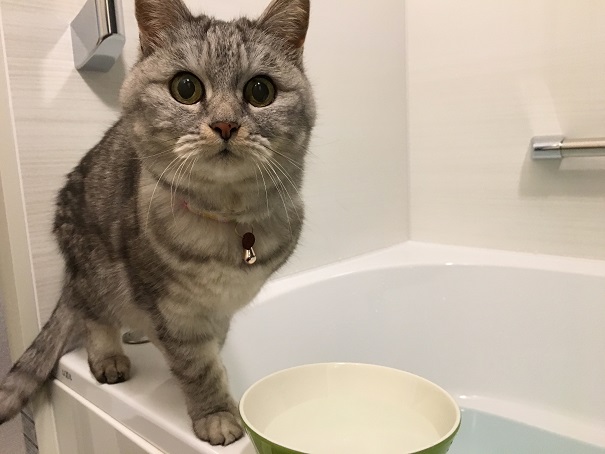 お風呂でお湯を要求してくる猫