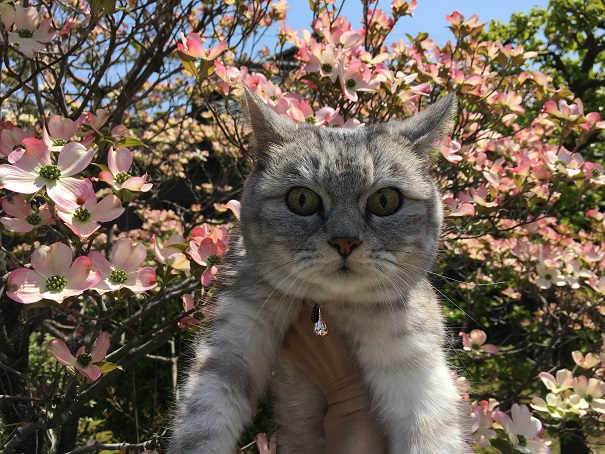 今年も咲いた花水木と記念撮影の猫