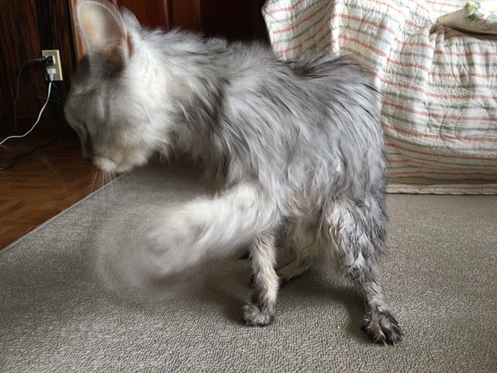 泡切れと乾きが早いおすすめ猫用シャンプー見つけた！
