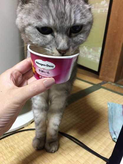 飼い主も猫もアイスクリームが好き？
