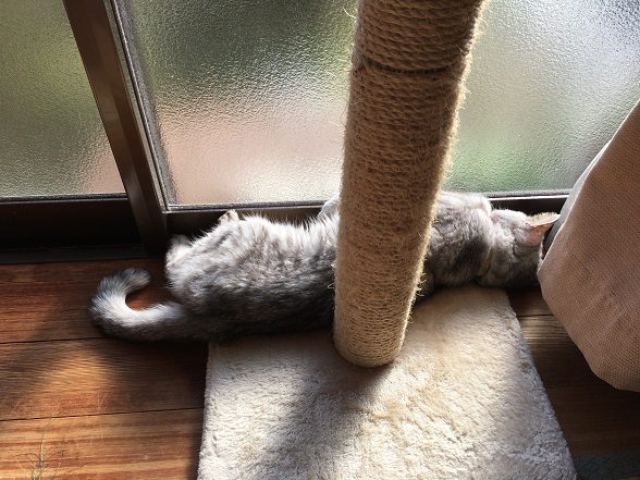 爪とぎのふもとで昼寝する猫