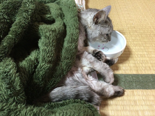 【動画あり】ストーブで暖まったので寝ながら水を飲む猫　