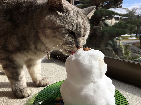 猫に雪ダルマを配達した