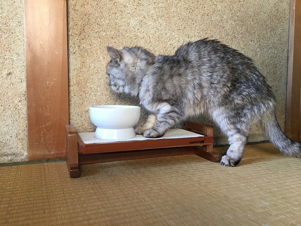猫の水飲みスタイルとトイレスタイル