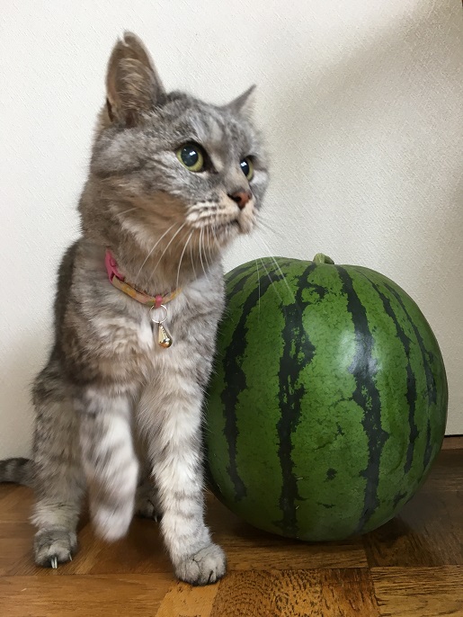 自家製スイカと落ちている猫 ‘2018夏