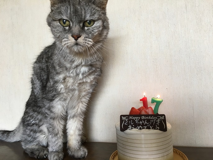 ミルは今月17歳の誕生日を迎えました！