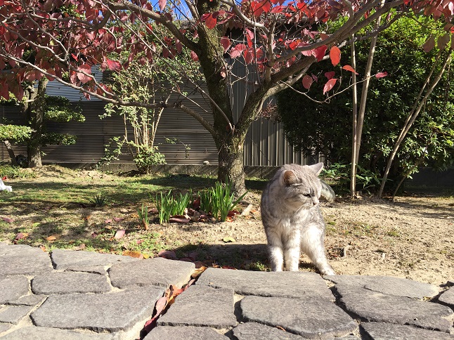 紅葉してる庭を散歩中に猫がヒロシです《動画あり》