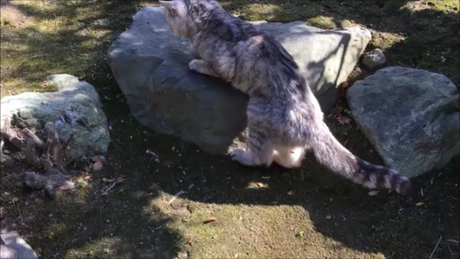 【動画】老猫が庭石に登れて飼い主号泣
