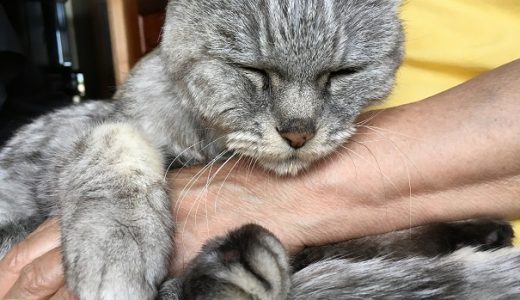 抱っこされて眠る猫＆昼間の（仮）子猫救出騒動の件