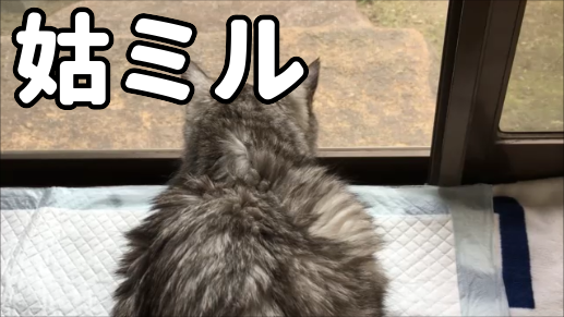 【動画】姑のように桟の汚れをチェックする猫