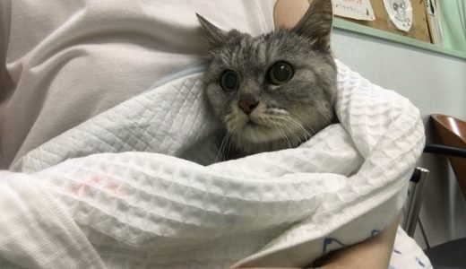 【動画あり】老猫一週間便秘 動物病院で摘便後ひと騒動