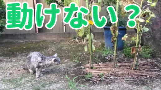 【動画】猫と梅干しの土用干し見に行ったけど