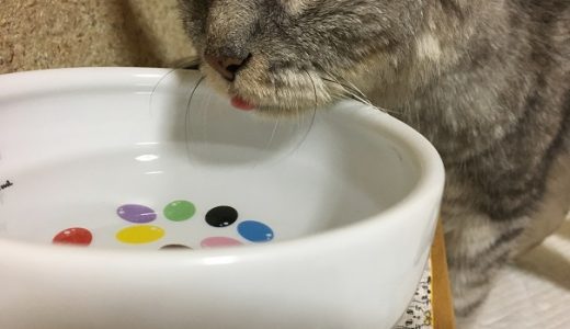 【動画あり】猫壱のウォーターボールで水を飲み舌をしまい忘れる猫