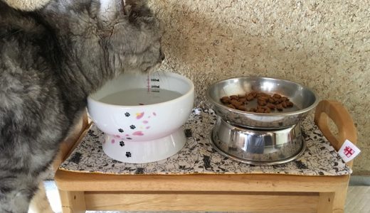 【動画あり】食器の高さ確認＆家の中を自分で散歩する老猫