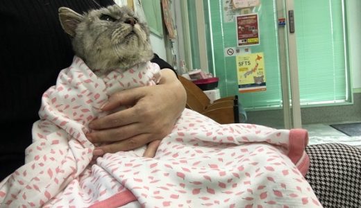 【動画あり】18歳1か月老猫｜動物病院受診｜血液検査と涙と足と生きる意欲