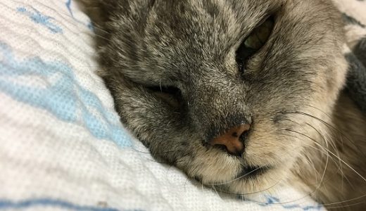おしっこ出ない記録更新で動物病院で出してもらった老猫