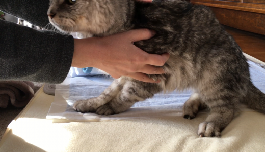 【動画】老猫の脳炎 リハビリの様子|ミルが立ったー！