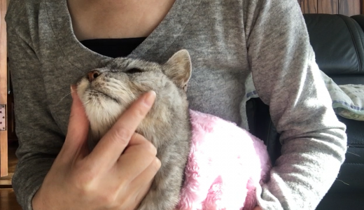 【動画】18歳老猫|脳炎治療で以前していた『お顔くい～』が出来るようになった！