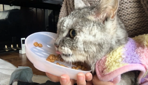 【動画あり】脳炎の老猫がカリカリをまた1人で食べられるようになった｜準療法食開封