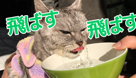 【動画】老猫の水飲みは飛ばす飛ばす
