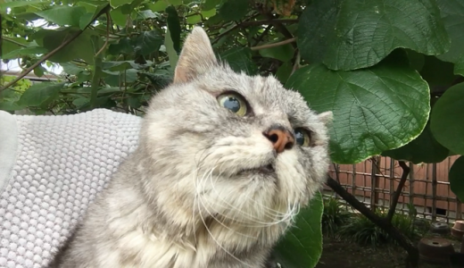 【あゝ 猫道vol.1】庭に現れた生後8か月の野良猫と出会って丸18年