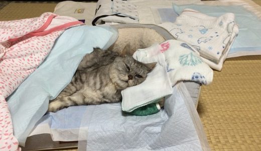 寝たきりの老猫『お布団セット』夏バージョンの紹介｜動画
