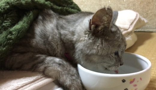 【飼い主がデリバリー】寝たまま水を飲む猫｜動画