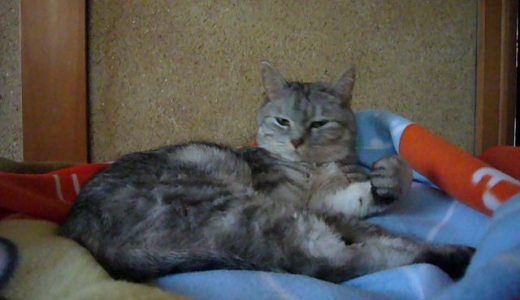 【蔵出し2008】毛づくろいの後の動きが可愛い猫 ｜ミル7歳｜データ探し中